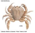 Photo of crab Portumnus latipes 