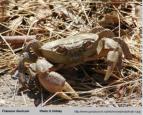 Photo of crab Potamon ibericum 