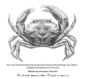 Brachyura, picture of crab Rhithropanopeus harrisii (Gould, 1841) = Rhithropanopeus harrisii tridentatus Maitland, 1874