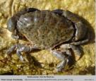 Photo of crab Xantho poressa