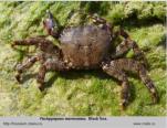 Photo of crab Pachygrapsus marmoratus