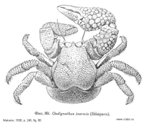 Anomura, picture of crab Oedignathus inermis (Stimpson, 1860) = Dermaturus inermis 