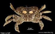 Photo of crab Planes minutus