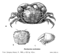 Brachyura, picture of crab Brachynotus sexdentatus