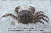 Brachyura, photo of crab Eriocheir japonica (De Haan, 1835) 