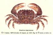Brachyura, picture of crab Gaetice depressus (De Haan, 1835)