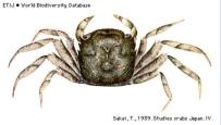 Brachyura, picture of crab Hemigrapsus longitarsis 