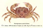 Brachyura, picture of crab Hemigrapsus penicillatus (De Haan, 1835)