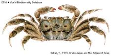 Brachyura, picture of crab Deiratonotus cristatum (De Man, 1895)