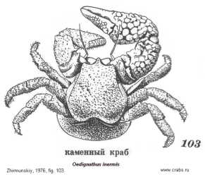 Anomura, picture of crab Oedignathus inermis (Stimpson, 1860) = Dermaturus inermis 