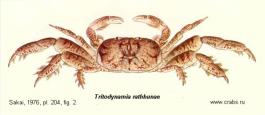 Brachyura, picture of crab Tritodynamia rathbunae Shen, 1932