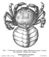 Brachyura, picture of crab Holothuriophilus mutuensis (Sakai, 1939)