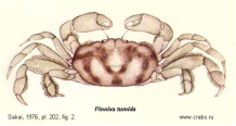 Brachyura, picture of crab Pinnixa tumida Stimpson, 1858