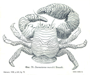 Anomura, picture of crab Dermaturus mandtii Brandt, 1850